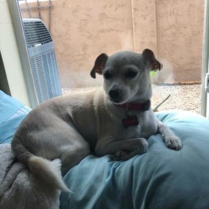 Meet your Posher, Ella